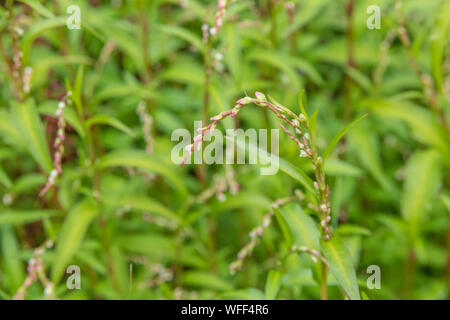 Fogliame, foglie di pepe acqua / Polygonum hydropiper = Persicaria hydropiper crescente nella palude. Una volta utilizzata come pianta medicinale in rimedi a base di erbe. Foto Stock