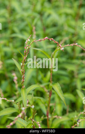 Fogliame, foglie di pepe acqua / Polygonum hydropiper = Persicaria hydropiper crescente nella palude. Una volta utilizzata come pianta medicinale in rimedi a base di erbe. Foto Stock