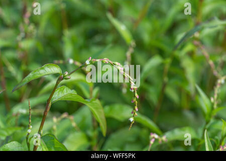 Fogliame, foglie di pepe acqua / Polygonum hydropiper = Persicaria hydropiper crescente nella palude. Una volta utilizzata come pianta medicinale in rimedi a base di erbe. Foto Stock