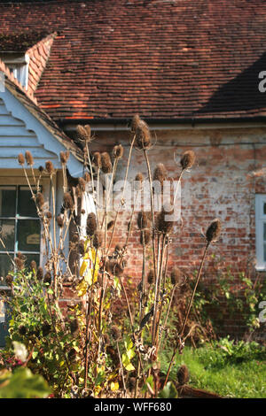 Teasels in un giardino cottage sulla High Street, Selborne, Hampshire, Regno Unito Foto Stock