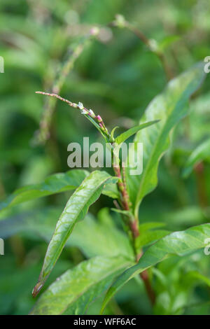 Fogliame, foglie di pepe acqua / Polygonum hydropiper = Persicaria hydropiper crescente nella palude. Una volta utilizzata come pianta medicinale in rimedi a base di erbe. Foto Stock