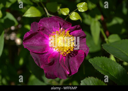 Rosa Gallica violacea, La Belle Sultane, scuro crimson rose antica in un giardino inglese Foto Stock