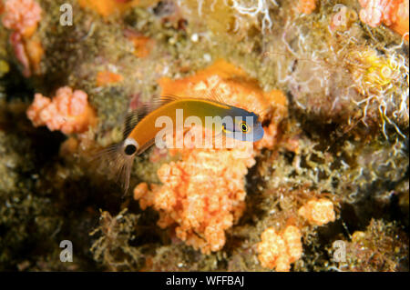 Tailspot bavose, Ecsenius stigmatura Raja Ampat Indonesia Foto Stock