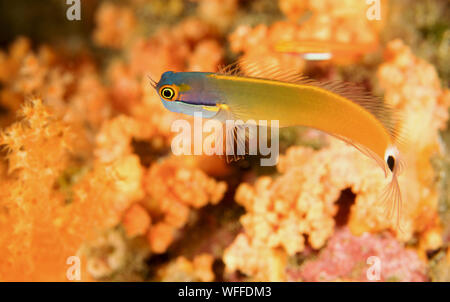 Tailspot bavose, Ecsenius stigmatura Raja Ampat Indonesia Foto Stock