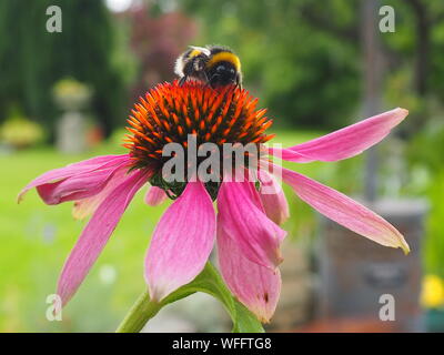 Bumble Bee su echinacea fiore Foto Stock