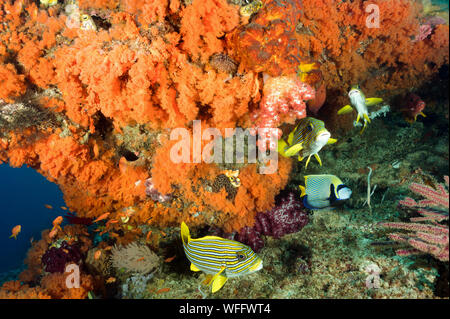 Reef scenic con colorati coralli molli, Siphonogorgia sp., e il nastro sweetlips Raja Ampat Indonesia Foto Stock