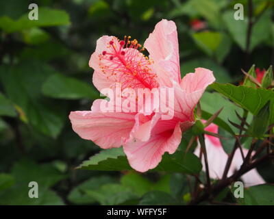Ibisco rosa Bloom Foto Stock