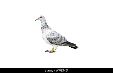 Uccelli della specie di Gufo italiano pigeon in bianco e nero e a colori isolati su uno sfondo bianco con un tracciato di ritaglio. Foto Stock