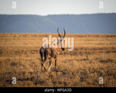 Closeup ritratto di red hartebeest antelope camminando sul campo vuoto nel Mlilwane Wildlife Sanctuary, Swaziland, Sud Africa. Foto Stock