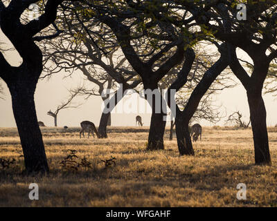 Vista di impala antilopi pascolo tra i contorni degli alberi durante il tramonto, Mlilwane Wildlife Sanctuary, Swaziland, Africa. Foto Stock