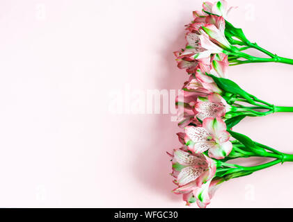 Telaio per il biglietto di auguri con il rosso e bianco Alstroemeria Giglio peruviano confine fiori su sfondo rosa. Piatto floreale laico, copia spazio, vista dall'alto. Birthd Foto Stock