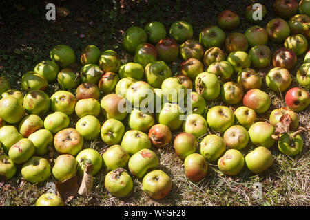 Mele marce sul terreno in un frutteto Foto Stock