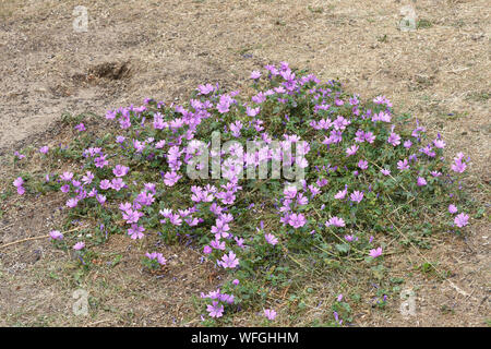 Nana (Malva Malva neglecta) grwing sulla massa di rifiuti, Portcawl, Galles, Luglio Foto Stock