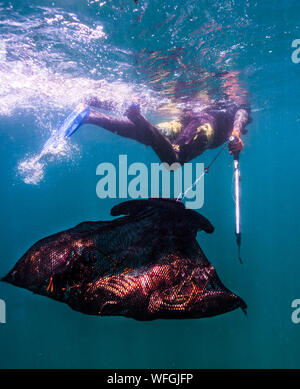 La pesca subacquea in acqua calda, Martinica Foto Stock