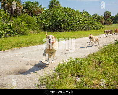 Quattro cani che corre lungo un sentiero, Stati Uniti Foto Stock