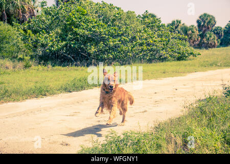 Il Golden Retriever cane che corre lungo un sentiero, Stati Uniti Foto Stock