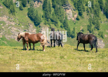 Cavalli selvatici nelle Alpi austriache, Salisburgo, Austria Foto Stock