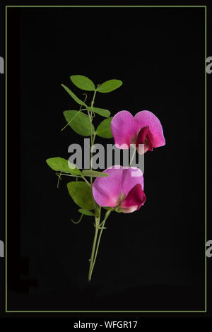 Perenne pisello dolce fiori impostato su sfondo nero Foto Stock