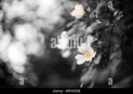 Rosa canina arbusto, fioritura delle piante con un bellissimo bokeh di fondo. Fioritura di rosa canina nel giardino primaverile, bw e colore. Foto Stock