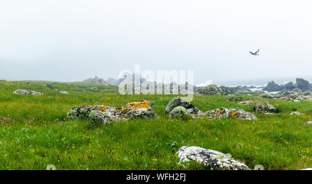 Oystercatcher volando sopra la linea di costa, Isle of Arran, Scotland, Regno Unito Foto Stock