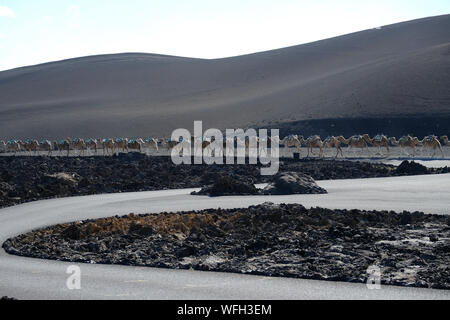 Fila di cammelli a piedi nel deserto, Parco Nazionale di Timanfaya, Lanzarote, Isole Canarie, Spagna Foto Stock