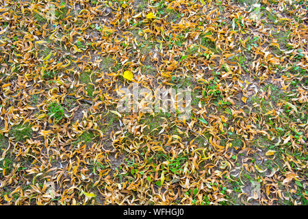 Caduto ingiallito fiori di tiglio su un prato con poca erba verde. Medicinale secco di Tiglio fiori di messa a terra del coperchio Foto Stock