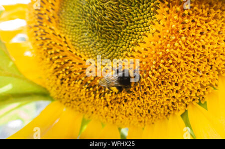 Primo piano di un ape nettare di raccolta fuori di testa di girasole Foto Stock