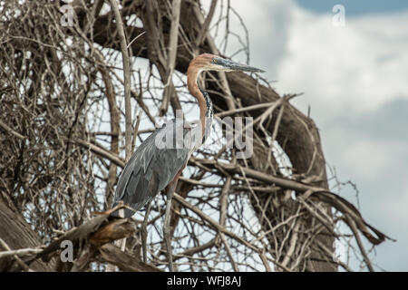 Goliath Heron, Ardea goliath, Ardeidi Lake Baringo, il Parco Nazionale del Kenya, Africa Foto Stock