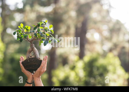 Chiudere con un paio di persone le mani che mostra un piccolo albero con foresta sfocati sullo sfondo - no la deforestazione e salvare il pianeta - la terra del giorno conc Foto Stock