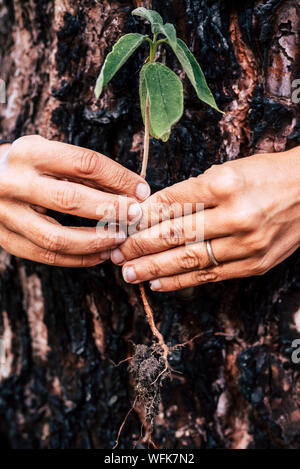 Salvare il pianeta terra - no la deforestazione concetto - la vita dopo il fuoco di legna burn - mani umane. tenendo un poco di nuovo treenear un Burnt Pine per dire hanno ca Foto Stock