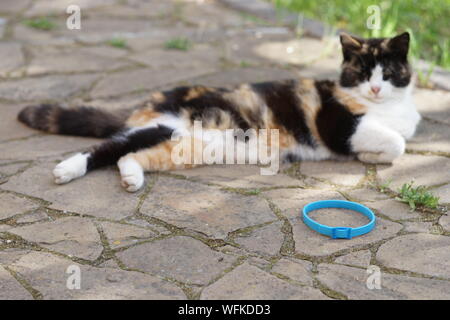 Tricolore cat resto all'aperto, vicino a collare blu sul pavimento. Foto Stock