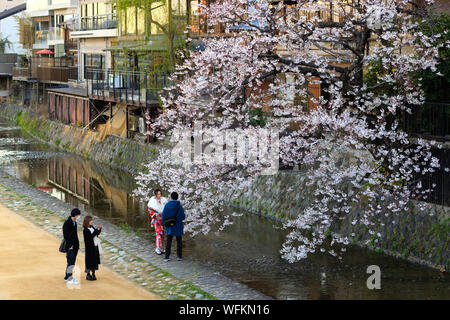 Di KYOTO, Giappone, 3 Aprile 2019 : i turisti sono a piedi lungo il canal, fotografare sotto un grande ciliegio fiorito albero a molla . Foto Stock