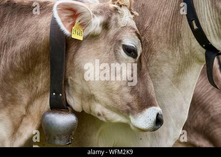 Primo piano di una mucca con una campana di vacca e l'orecchio etichetta Foto Stock