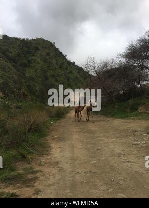 Giovani cammelli a piedi su strada sterrata
