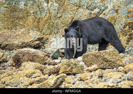 Un ursus americanus vancouveri o isola di Vancouver black bear, foraggi una spiaggia per il cibo vicino alla città di Tofino sulla costa ovest dell'isola. Foto Stock