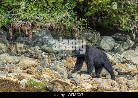 Ursus americanus vancouveri è il nome scientifico della Vancouver Island orso nero, una specie unica leggermente maggiore di terraferma orsi neri. Foto Stock