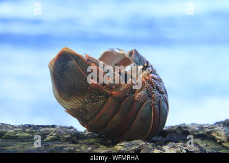 Shell Foto Stock