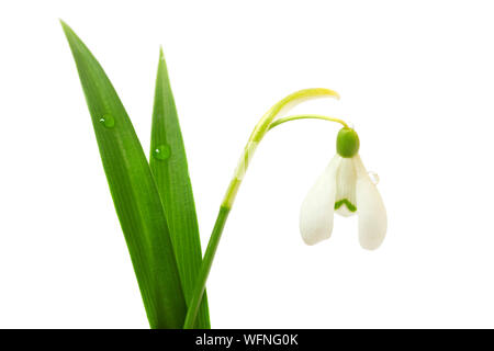 Bellissimo fiore snowdrop isolati su sfondo bianco Foto Stock