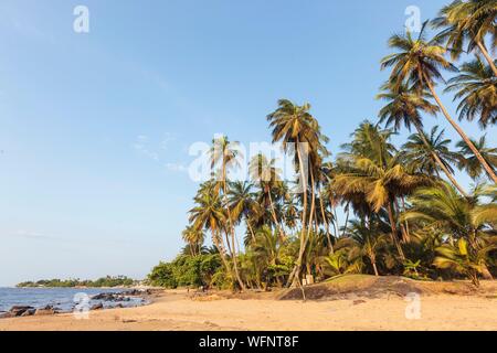 In Camerun, regione sud, Dipartimento dell'oceano, Kribi, spiaggia di sabbia e palme in riva al mare Foto Stock