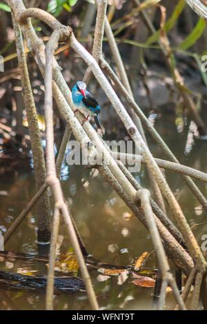 In Camerun, regione sud, Dipartimento dell'oceano, Kribi, blu sono addossati Kingfisher (Halcyon malimbica) caccia nelle mangrovie Foto Stock