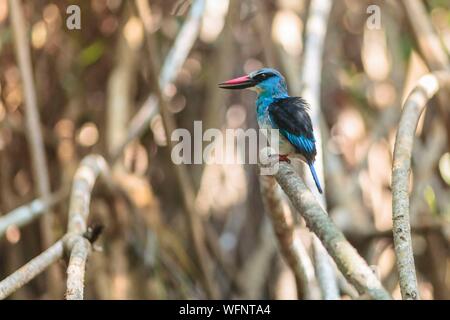 In Camerun, regione sud, Dipartimento dell'oceano, Kribi, blu sono addossati Kingfisher (Halcyon malimbica) Foto Stock