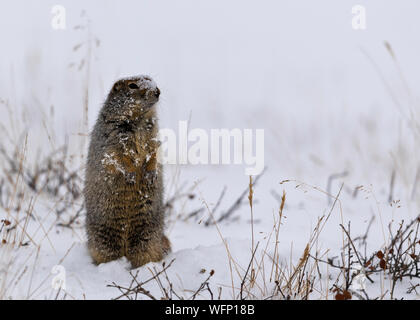 Arctic Ground Squirrel (Urocitellus parryii), Dalton Highway, Alaska, Nord America Foto Stock