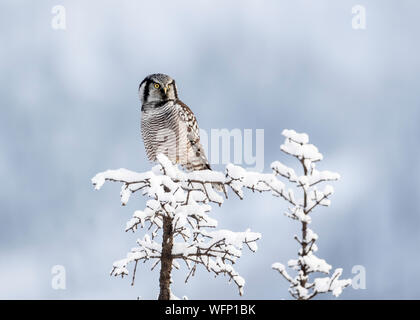 Northern Hawk Owl (Surnia ulula), Dalton Highway, Alaska, Stati Uniti Foto Stock