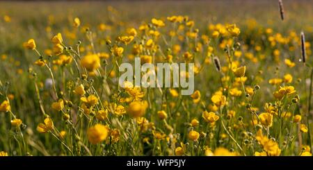 Francia, Ardenne, Carignan, Buttercup (Ranunculus repens, Ranunculaceae) in un pascolo in primavera Foto Stock