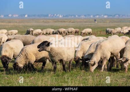 Francia, Somme, Baie de Somme, Cap Hornu, pecore di prati salati in Baie de Somme Foto Stock