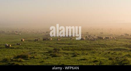 Francia, Somme, Baie de Somme Le Crotoy, pecore di prati salati in Baie de Somme Foto Stock