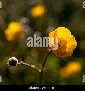 Francia, Ardenne, Carignan, Buttercup (Ranunculus repens, Ranunculaceae) in un pascolo in primavera Foto Stock