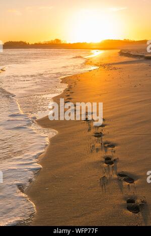 Francia, Somme, Baie de Somme, Le Hourdel, Orme sulla spiaggia Hourdel nelle Baie de Somme nelle prime ore del mattino Foto Stock