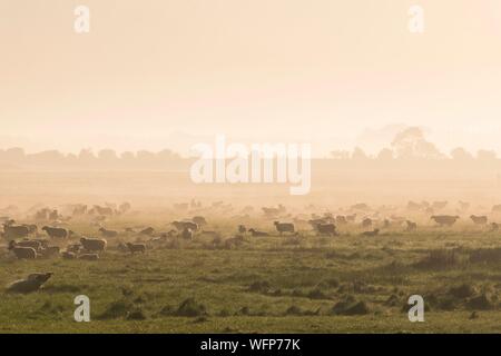 Francia, Somme, Baie de Somme Le Crotoy, pecore di prati salati in Baie de Somme Foto Stock