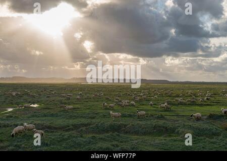 Francia, Somme, Baie de Somme, Saint Valery sur Somme, pecore di prati salati in Baie de Somme Foto Stock